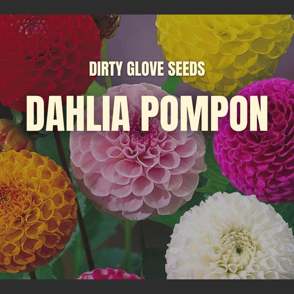 Dahlia, Pompon • 25+ Seeds • This is a must have!!! (Dahlia variabilis)