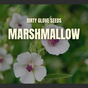 Marshmallow • 50+ Seeds • Medicinal & Culinary Herb • Non-GMO (Althaea Officinalis)