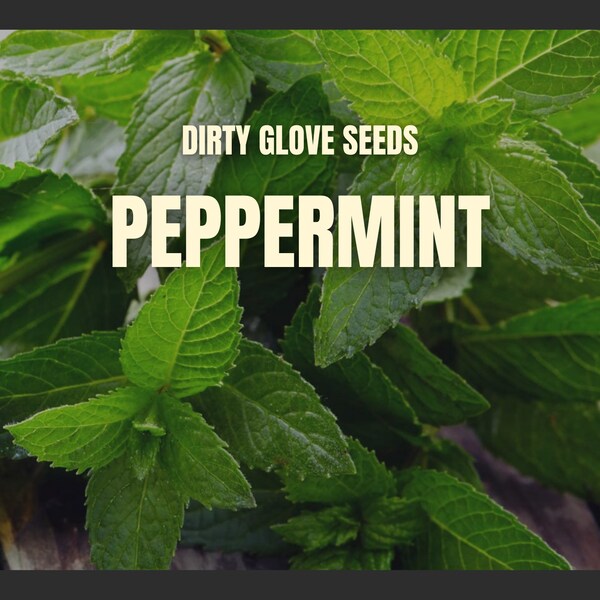 Peppermint • 100+ Seeds • Culinary & Medicinal Herb • (Mentha Piperita)