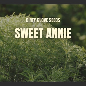 Sweet Annie • 50+ Seeds • Heirloom Medicinal Herb (Artemisia annua)