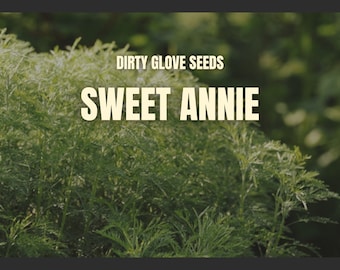 Sweet Annie • 50+ Seeds • Heirloom Medicinal Herb (Artemisia annua)