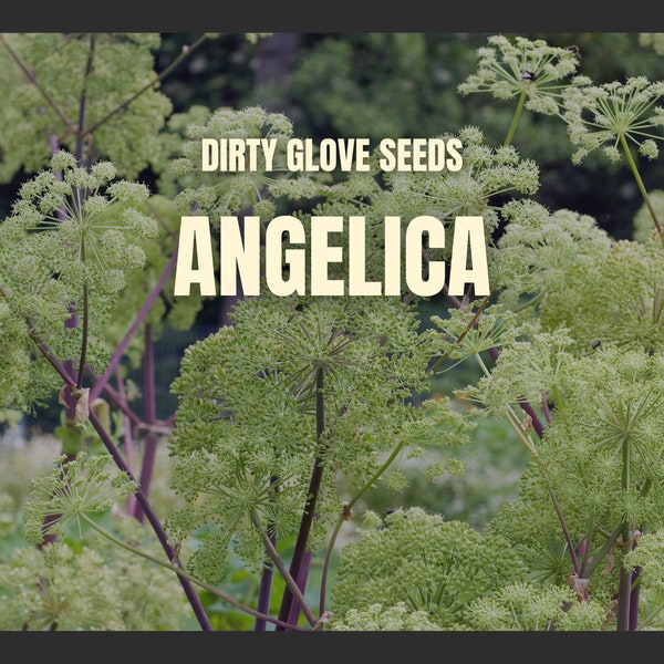 Angelica, Holy Ghost • 50+ Seeds • Heirloom Medicinal & Culinary Herb (Angelica Archangelica)