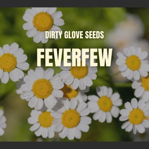 Feverfew • 100+ Seeds • Medicinal Herb • Non-GMO (Tanacetum parthenium)