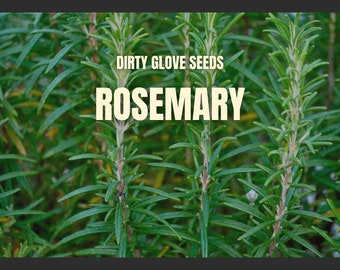 Rosemary • 50+ Seeds • Medicinal and Culinary Herb • Non-GMO (Rosemarinus officinalis)