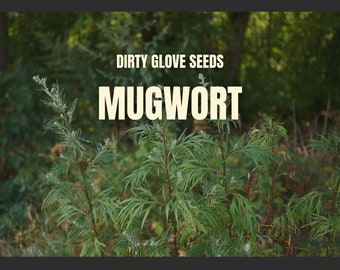 Mugwort • 100+ Seeds • Heirloom • Medicinal Herb (Artemisia Vulgaris)