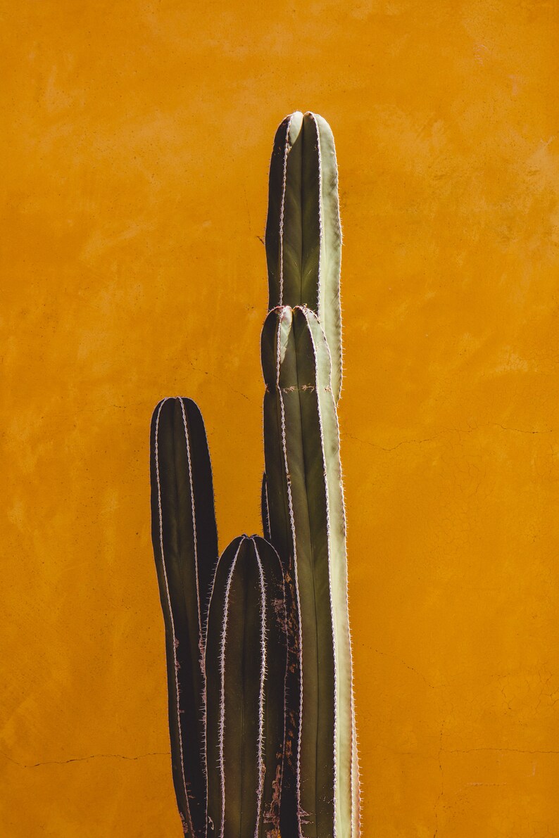 Cactus Wall Art Southwestern Decor Cactus Prints Minimal Etsy
