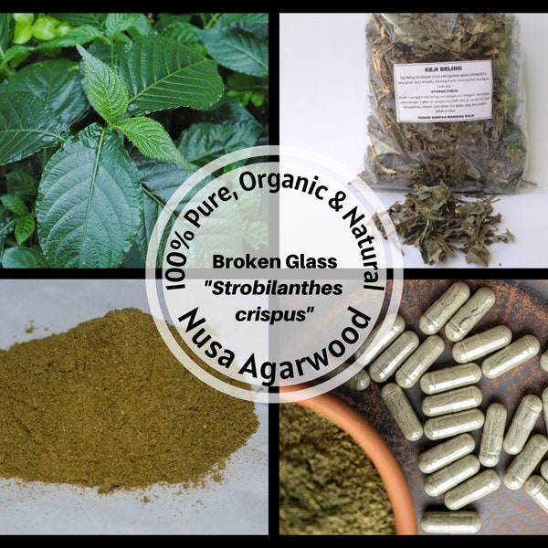 Dried Leaves/Powder/Capsule - Black Face General Broken Glass Strobilanthes crispus crispa - Organic Herbs 100% Non GMO Fresh