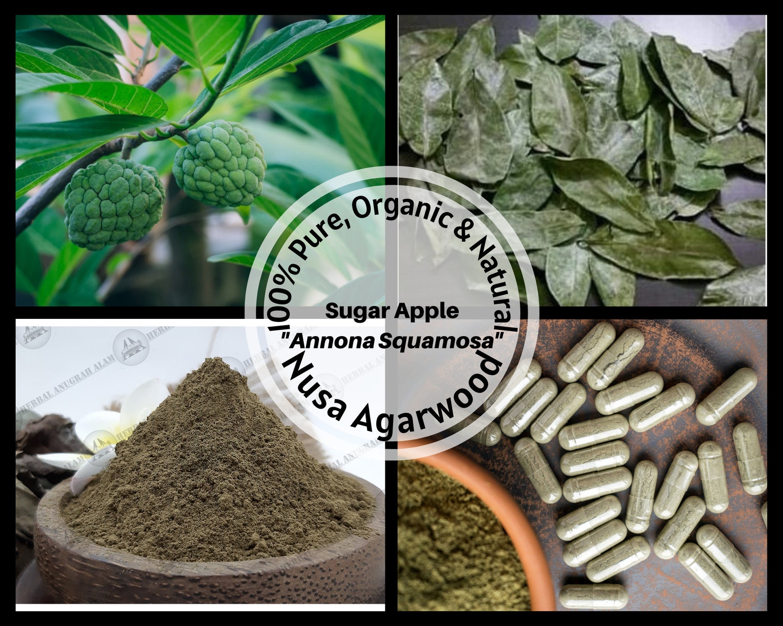 Dried Leaves/powder/capsule Sugar Apple Leaves Sweetsop Custard