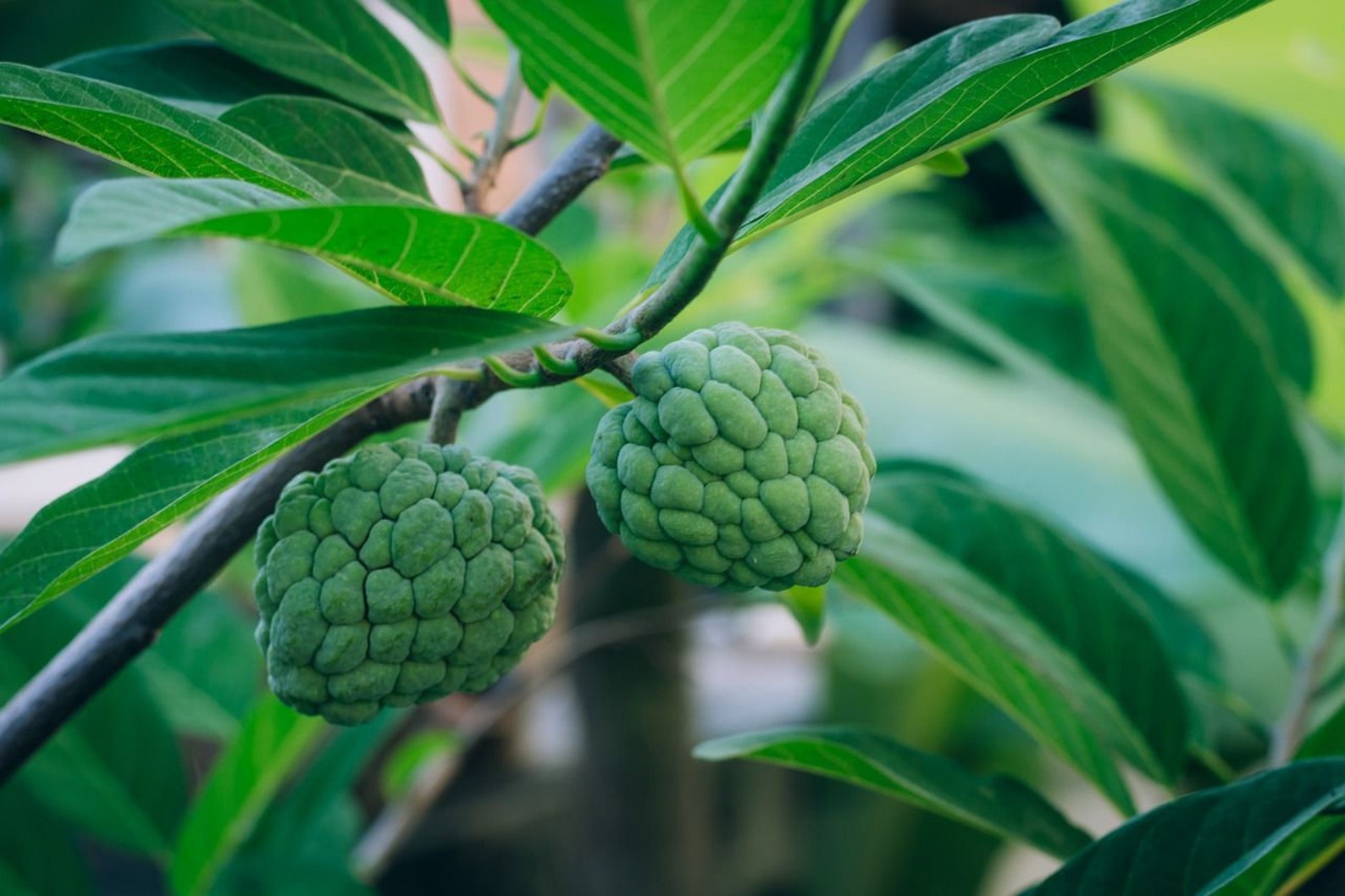 Dried Leaves/powder/capsule Sugar Apple Leaves Sweetsop Custard