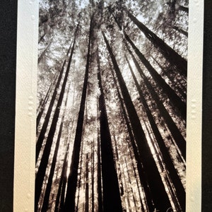 Black & White Trees - Photography Card - Blank