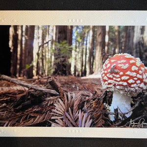 Champignon vénéneux forestier - Carte photographique - Vierge