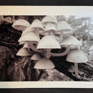 Champignons d'hiver - Carte photographique - Vierge