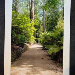Dandenong reicht Waldweg - Fotografie Karte - unbeschrieben
