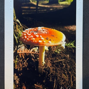 Champignon vénéneux - Carte photographique - Vierge