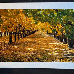Feuilles d'automne - Carte photographique - Vierge
