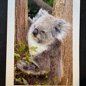 Koala - Fotografie Karte - blanko