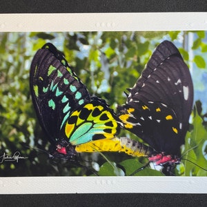 Schmetterling - Fotografie Karte - blanko