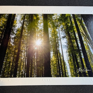 Sunshine in the forest - Photography Card - Blank