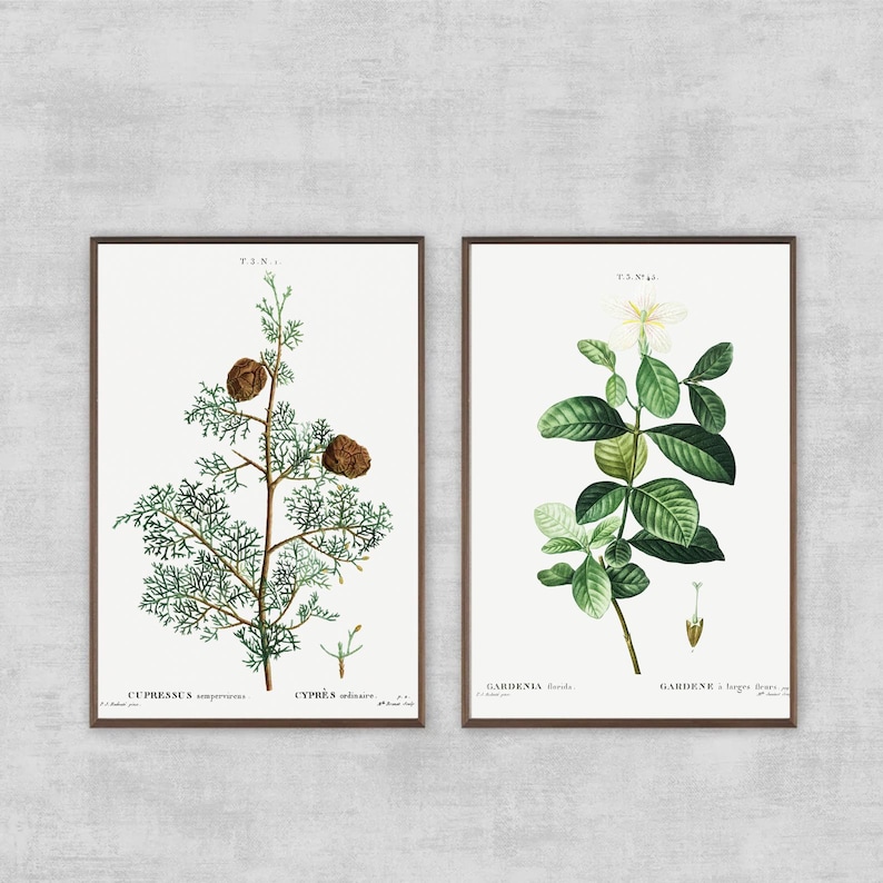 Vintage Botany, Gallery Wall Art , Set of 2, Botanicals, PRINTABLE ...