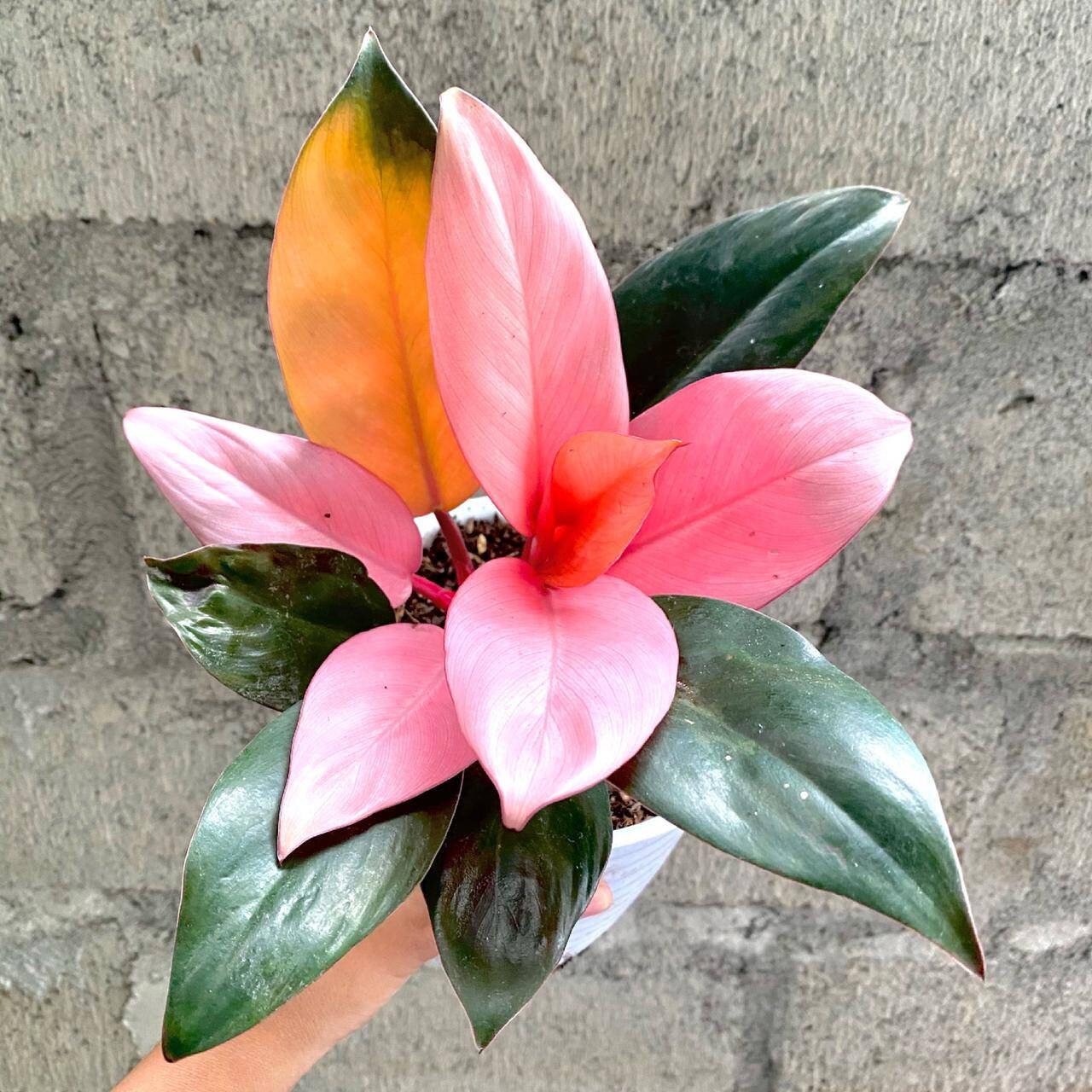 Philodendron Pink Congo plant | Etsy