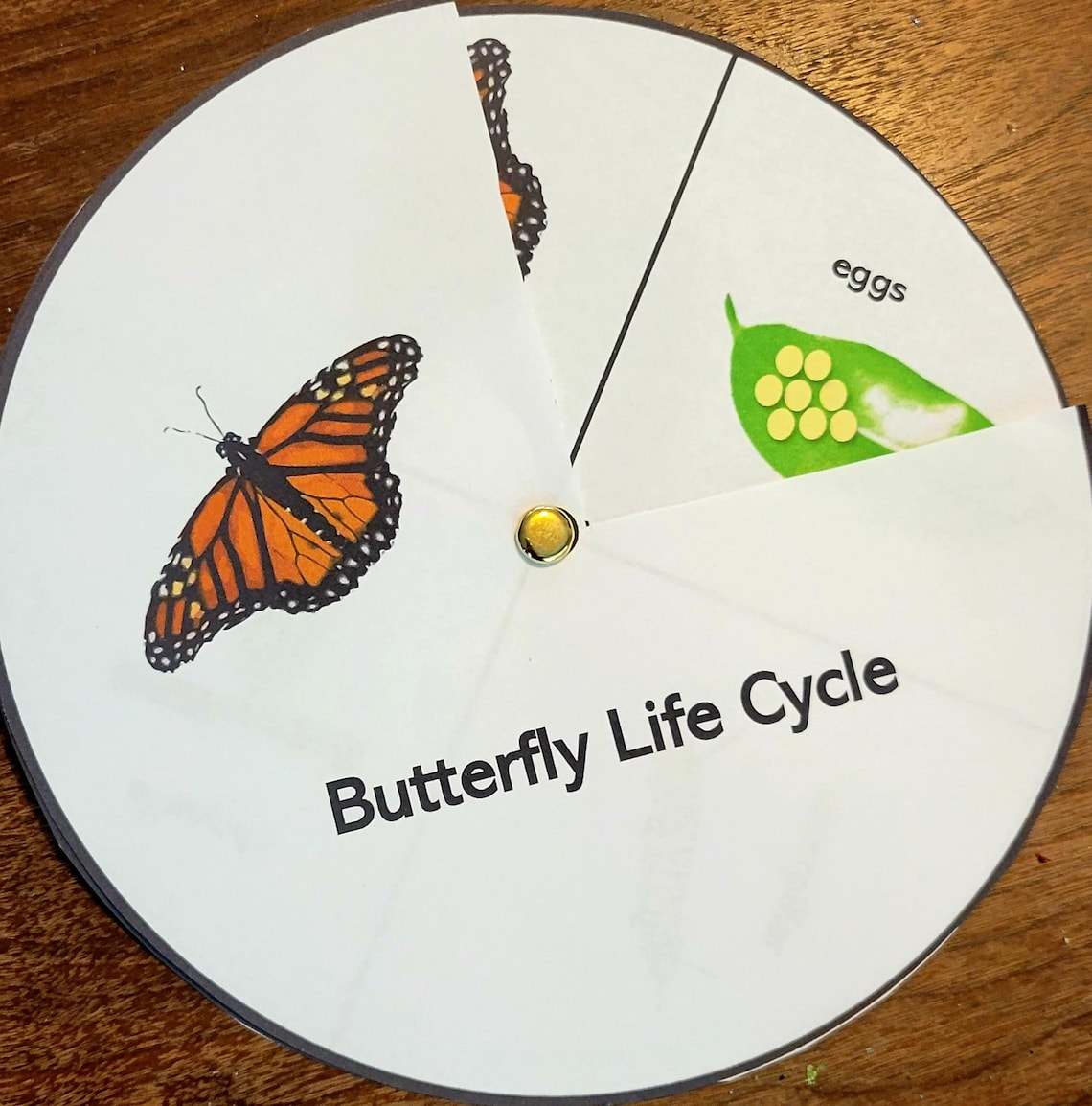Butterfly Life Cycle Wheel, Printable Kids Activity, Early Education