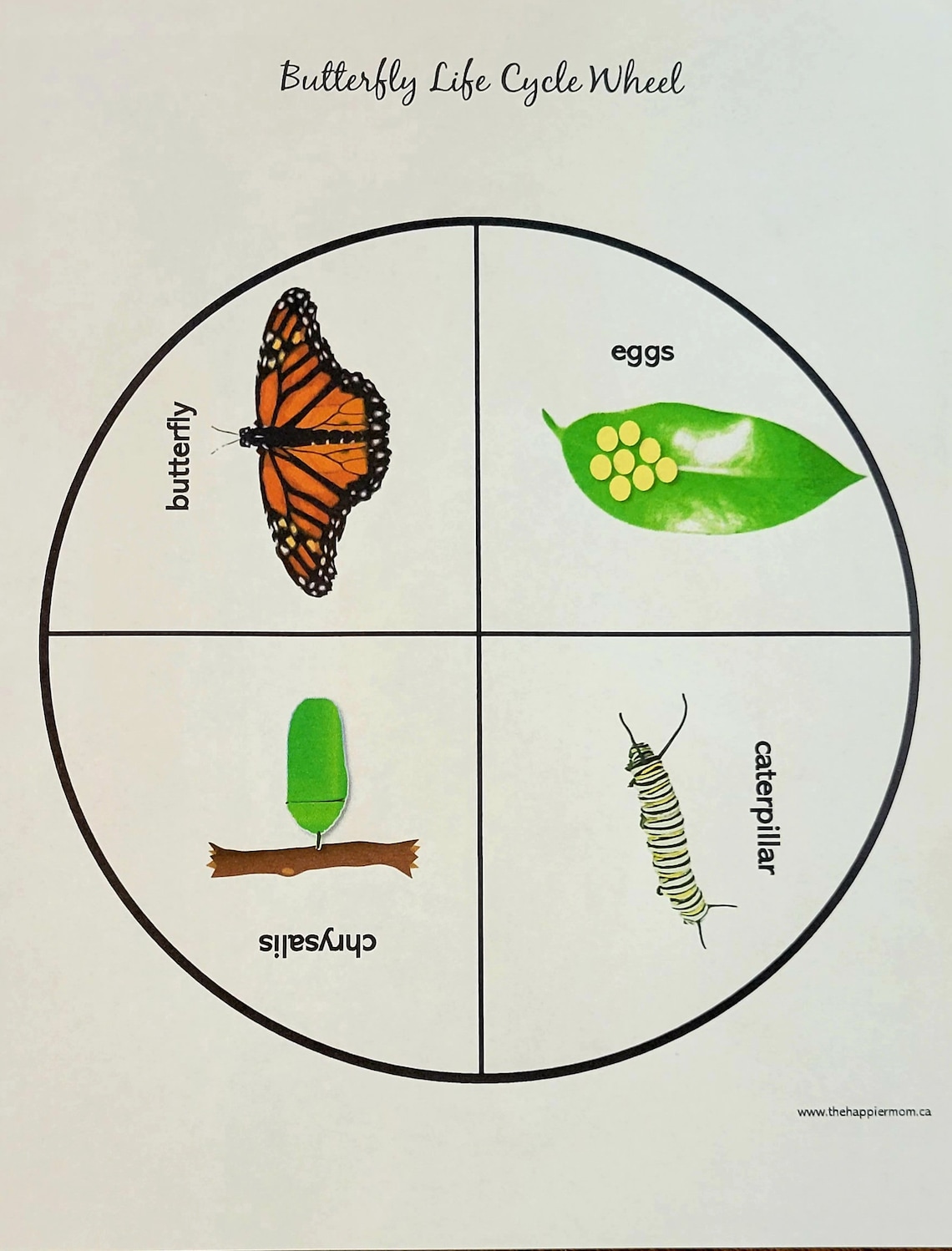 butterfly-life-cycle-activities-for-kids