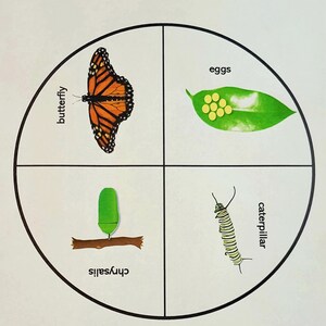 Butterfly Life Cycle Wheel Printable Kids Activity Early - Etsy Canada