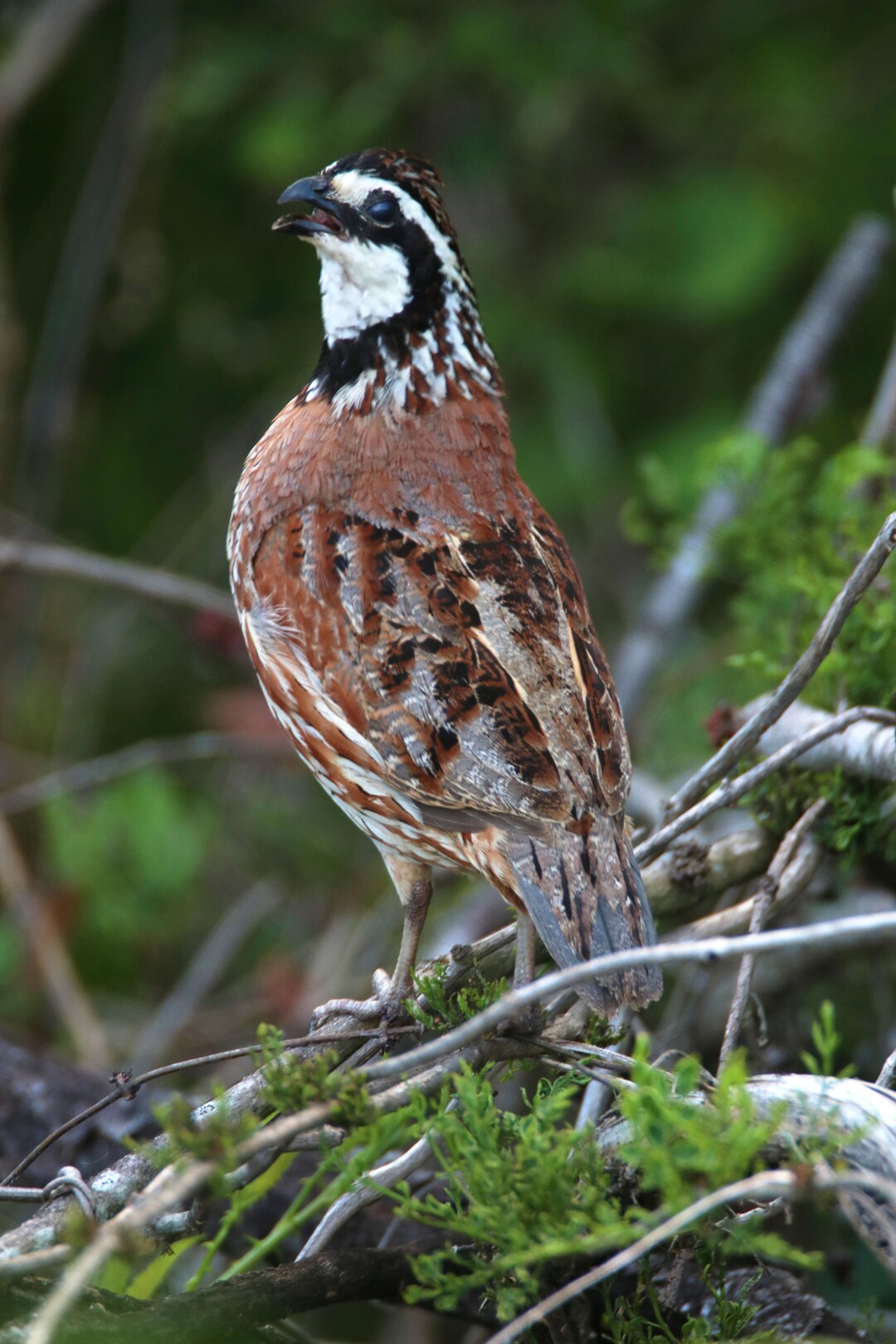 Bobwhite Quail Eufaula Alabama Etsy