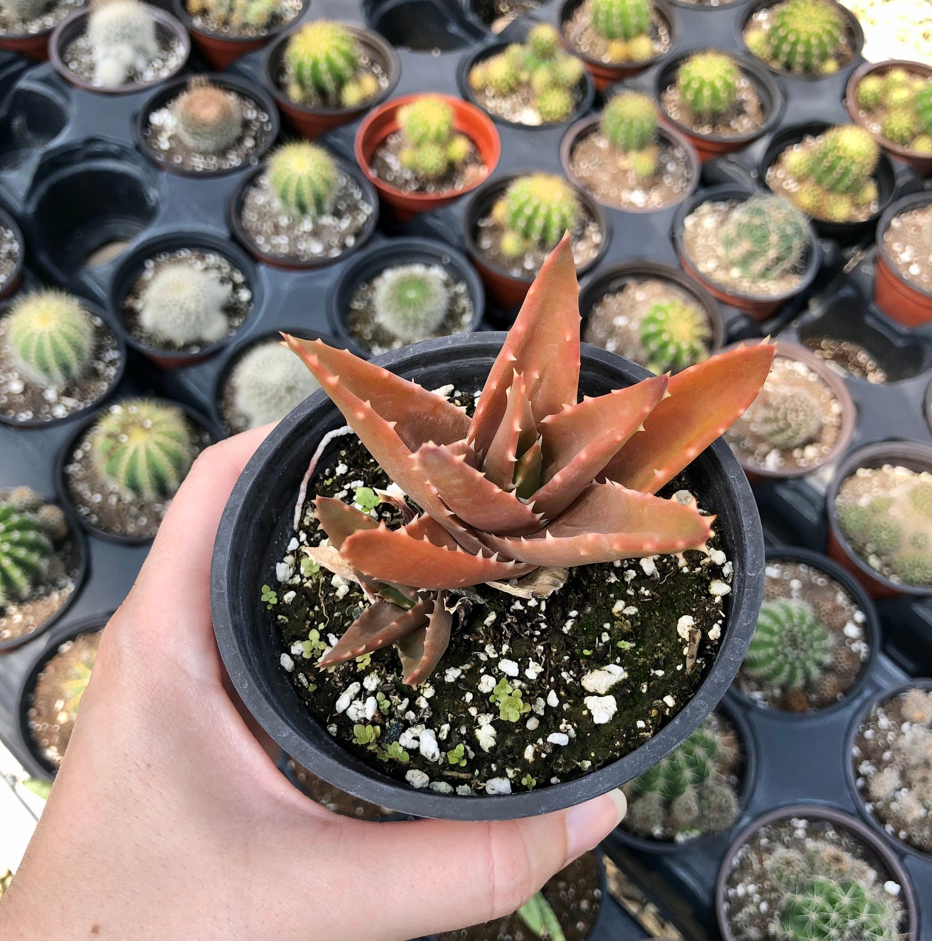 Mitre Aloe Aloe Perfoliata Rare succulent Live Plant Etsy