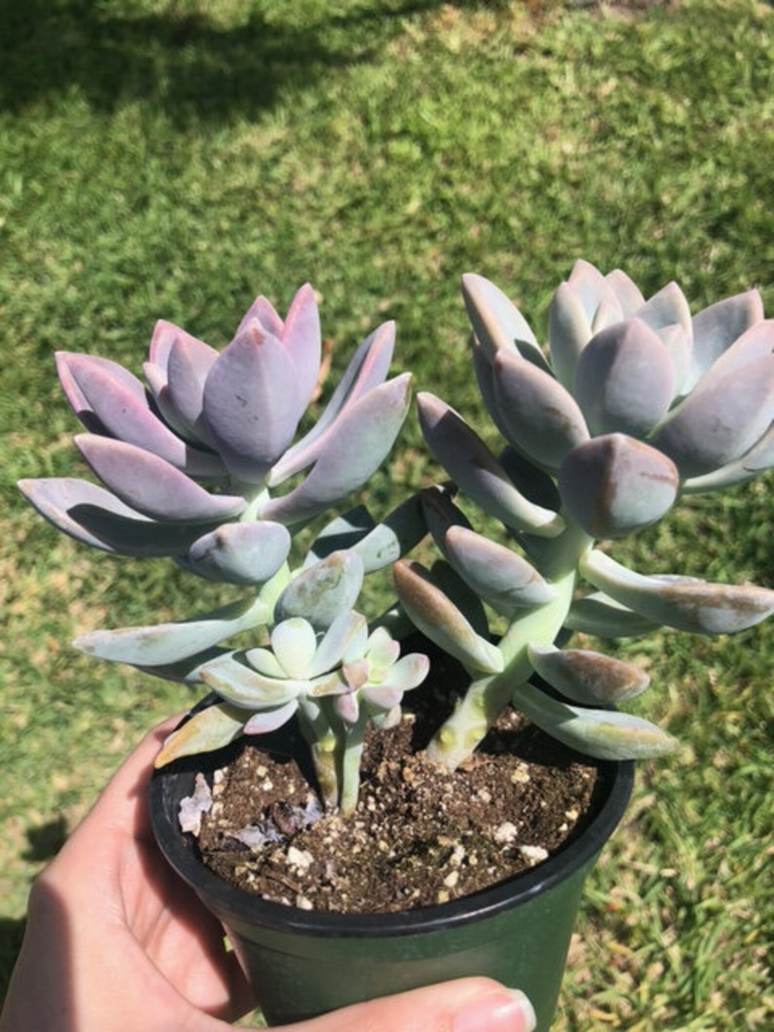 Ghost Plant Graptopetalum Paraguayense rare succulent live Etsy