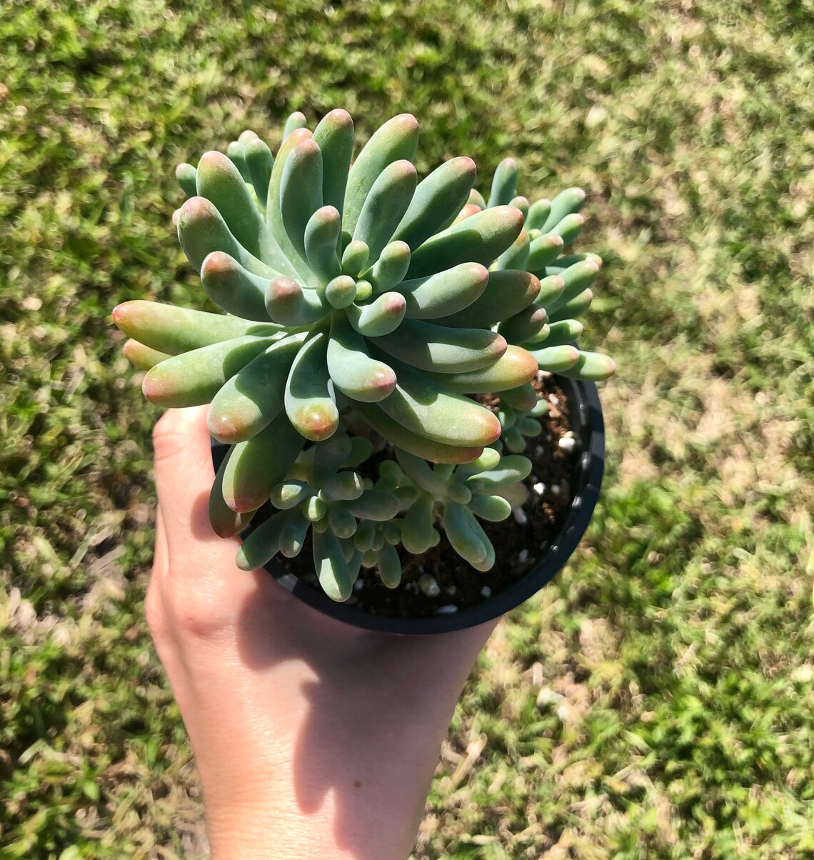 Jelly Bean Plant Sedum Pachyphyllum rare succulent Live Etsy