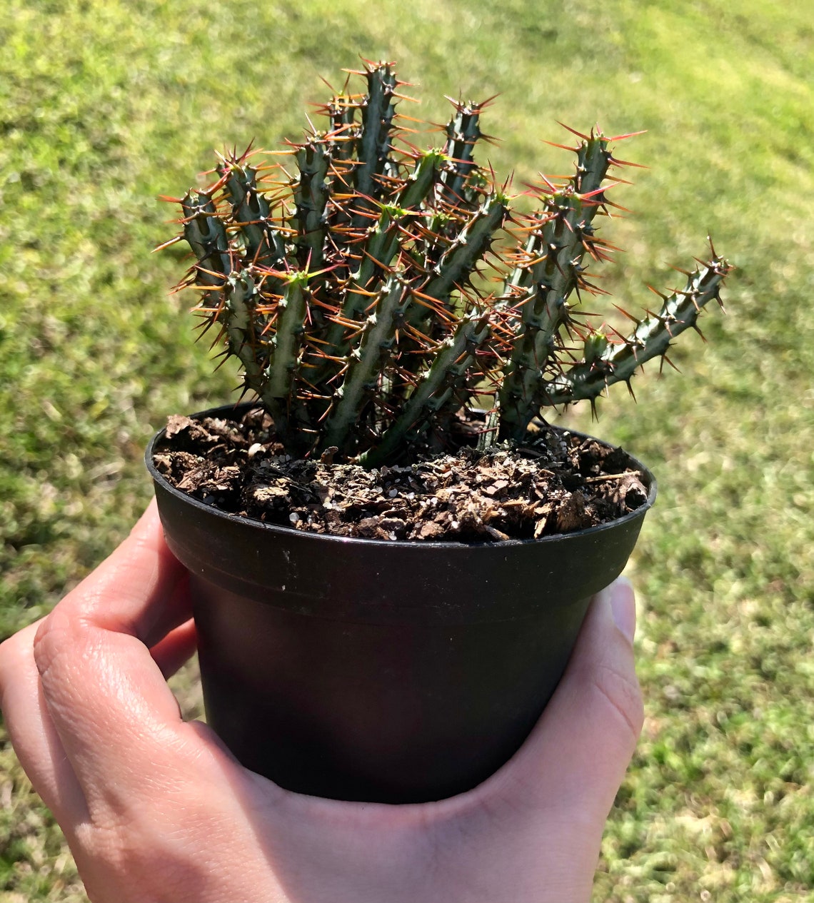 Pincushion Euphorbia Live Plant Rare Cactus | Etsy
