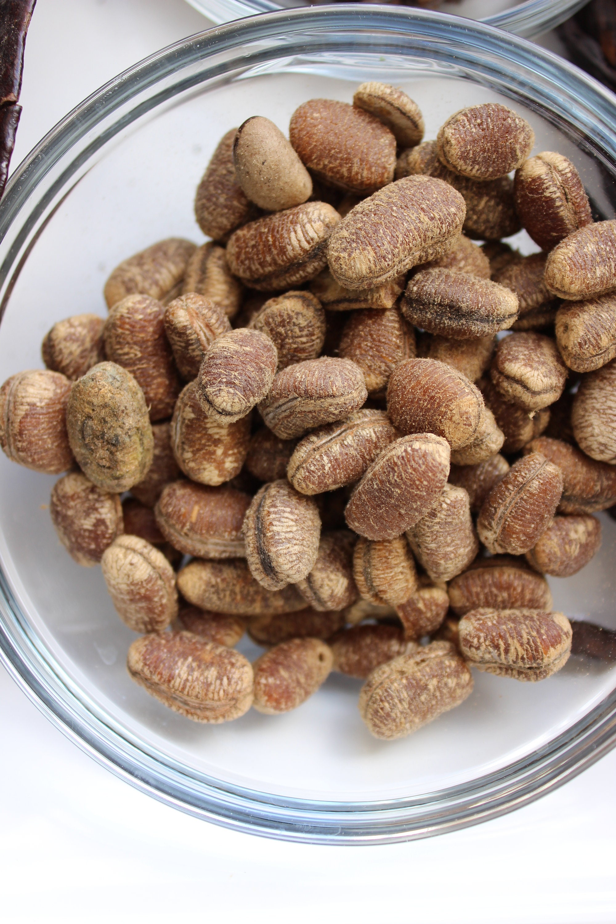 African Calabash Nutmeg Ehuru Monodora Myristica Etsy