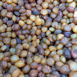 Akpi Seed aka Djansang/ Njangsa