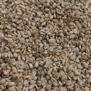May include: Close-up shot of a large quantity of shelled peanuts. The peanuts are light brown in color and appear to be freshly roasted. The image is taken from above, showing the peanuts filling the frame.