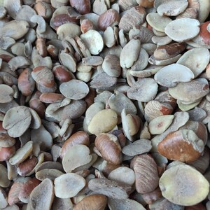 Ogbono (Irvingia gabonensis), Apon, Unblended - 4 oz