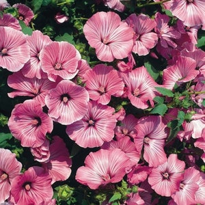 20 Pcs Mixed Lavatera Trimestri Flower Seeds / FL352 20 Pcs Mixed Lavatera Trimestri Flower Seeds / FL352