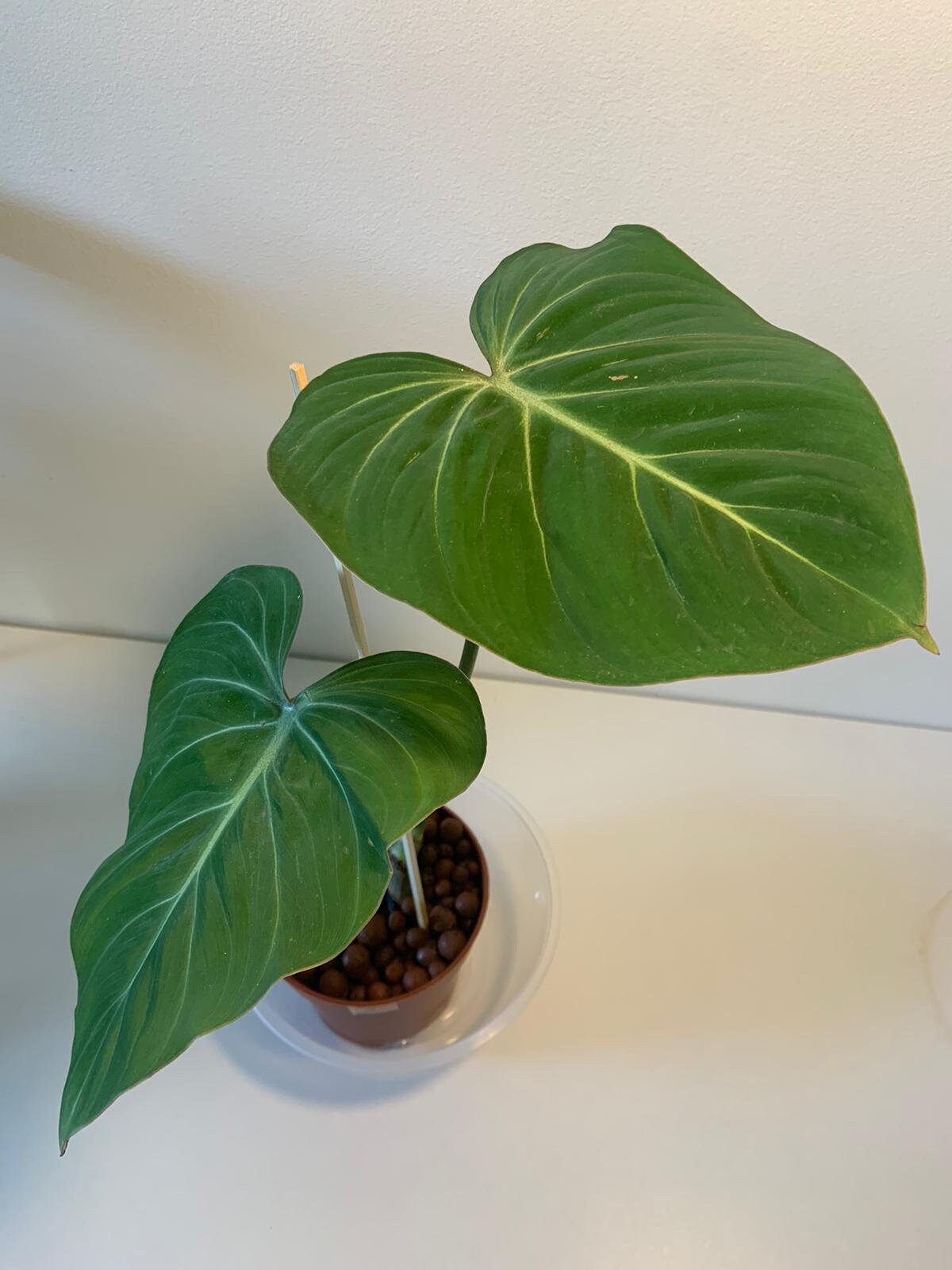 Philodendron Gloriosum