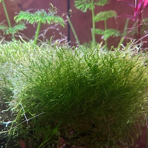 Java Moss Taxiphyllum barbieri