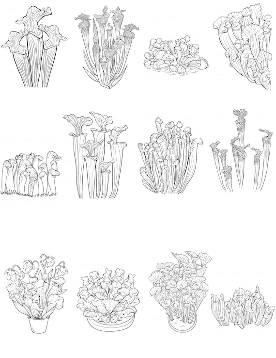 12 Coloring Pages 