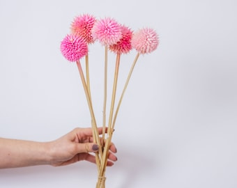 Pink Leonotis | Dried flowers | Stems | Pink stems | Leonorus | Lion's Ear
