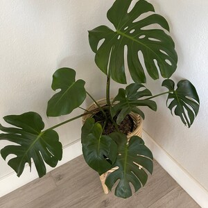 philodendron sunlight variegated Variegated Trailing Philodendron (Philodendron hederaceum variegata)   Cedar Bridge Botanicals