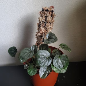 Moss Pole (6 inches)