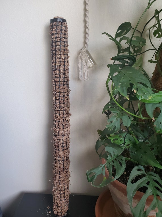 Moss Pole (24 Inches) - Etsy