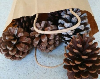 20 Small Pine Cones in a paper bag