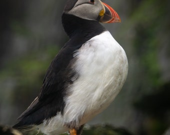 A Puffin on Skellig Michael