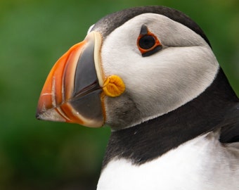 Puffin on Skellig Micheal