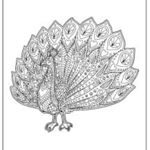 20 Peacock Coloring Pages with a title page