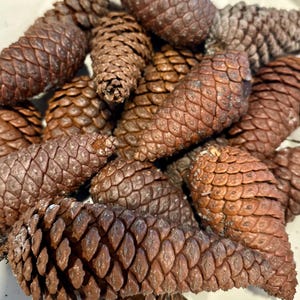 May include: A collection of brown pine cones with textured scales. The cones vary in size and shape, with some appearing more elongated than others. The color ranges from light to dark brown, with some cones showing hints of gray.