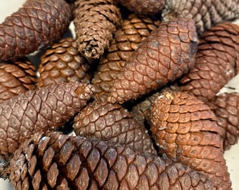 Könnte beinhalten: Nahaufnahme von mehreren braunen Tannenzapfen. Die Zapfen haben ein strukturiertes, schuppiges Aussehen und variieren in der Größe. Die Farbe reicht von hell- bis dunkelbraun. Einige Zapfen weisen Grautöne auf.